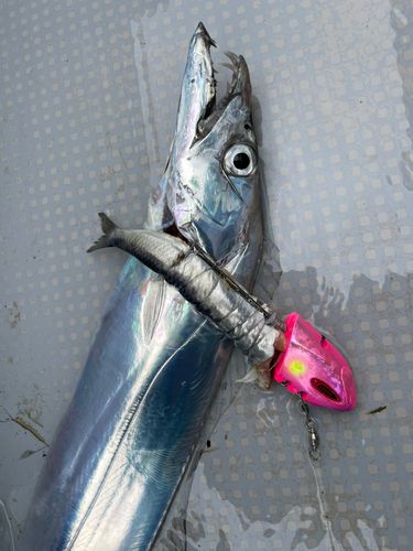 タチウオの釣果