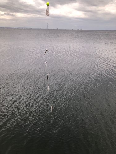 カタクチイワシの釣果