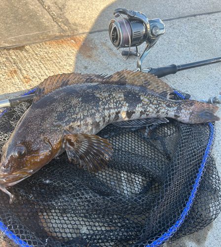 アイナメの釣果