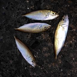 アジ
