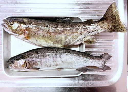 ニジマスの釣果