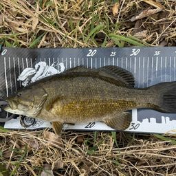 ラージマウスバス