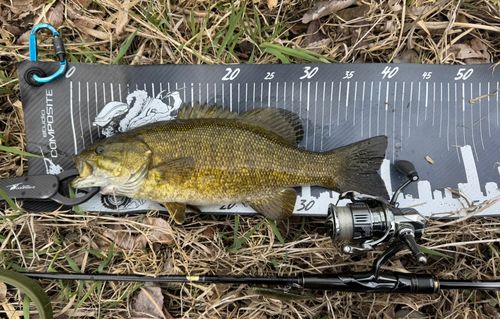 ラージマウスバスの釣果