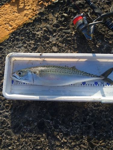 マサバの釣果