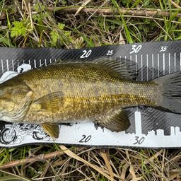 ラージマウスバス