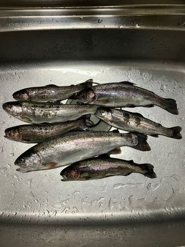 ニジマスの釣果