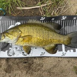 ラージマウスバス