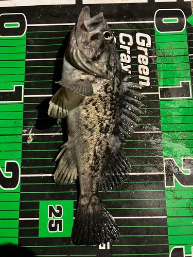 クロソイの釣果