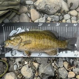 ラージマウスバス