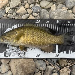 ラージマウスバス