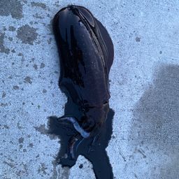 アオリイカ