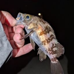 メバル