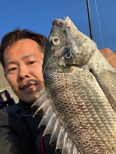 チヌの釣果