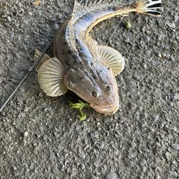 マゴチ