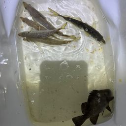 アジ