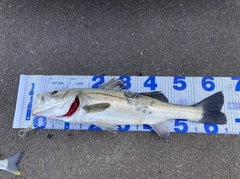 スズキの釣果