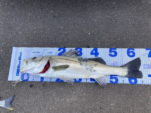 スズキの釣果