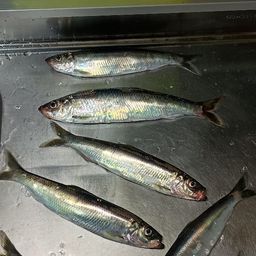 ニシン