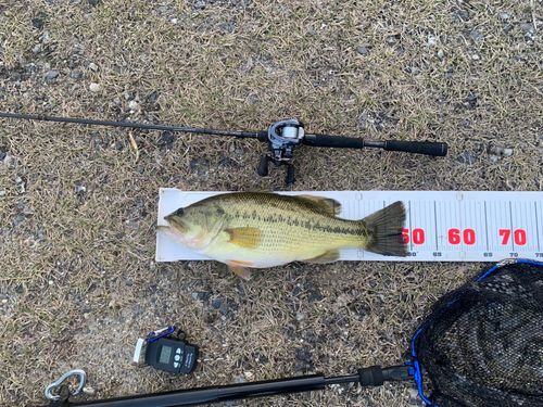 ラージマウスバスの釣果