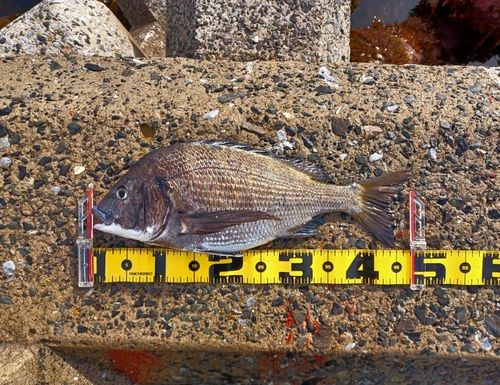 クロダイの釣果