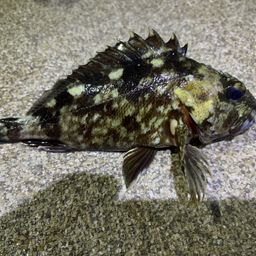 カサゴ