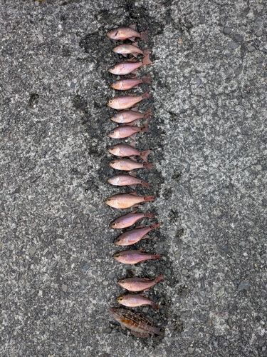 ネンブツダイの釣果