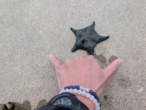 ナマコの釣果