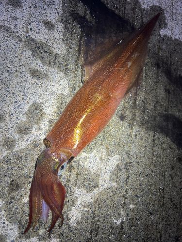 ヤリイカの釣果