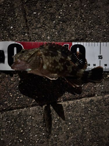 ガシラの釣果