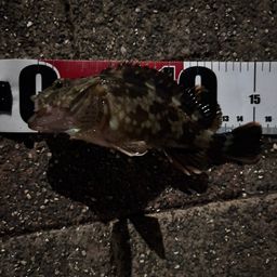 ガシラ