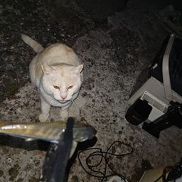マアジ