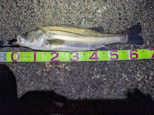 シーバスの釣果
