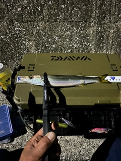 カマスの釣果