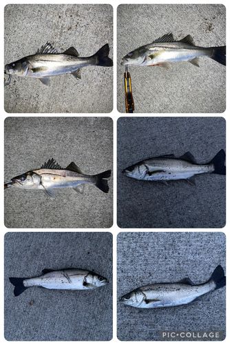 シーバスの釣果