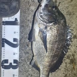 クロダイ