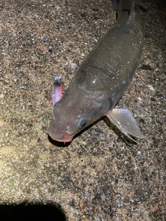 ウグイの釣果