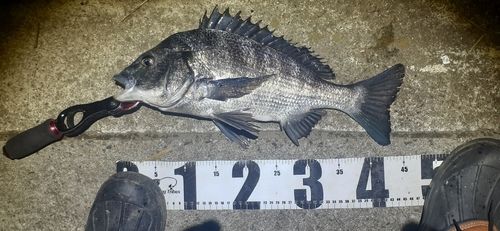 クロダイの釣果