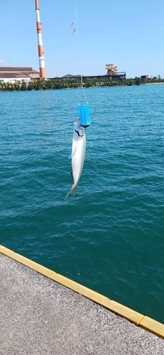 コノシロの釣果