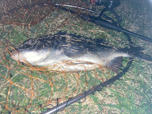 チンチンの釣果