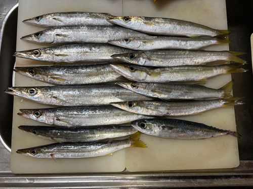 カマスの釣果