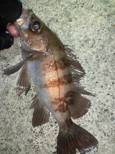 メバルの釣果