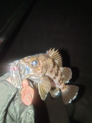 メバルの釣果
