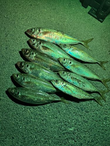 アジの釣果