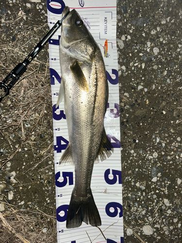 マルスズキの釣果