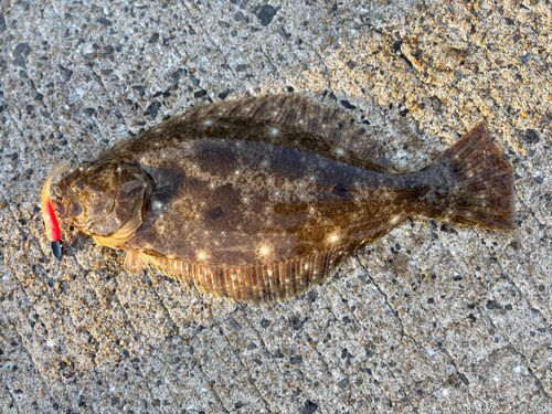 ヒラメの釣果