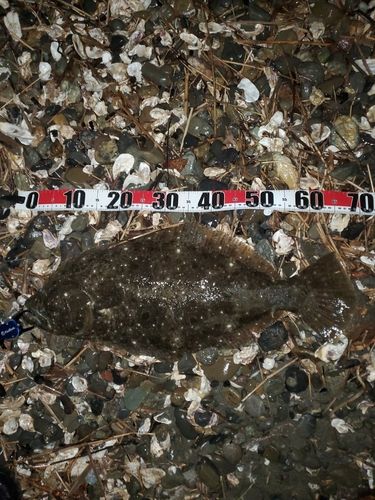ヒラメの釣果