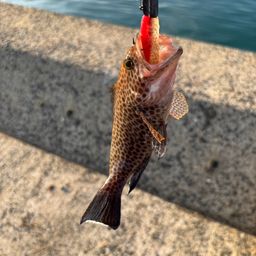 ヒラメ
