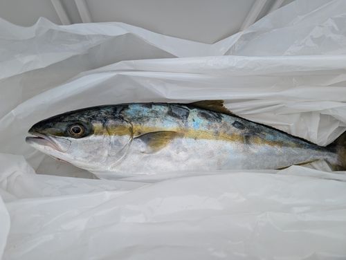 ヒラマサの釣果