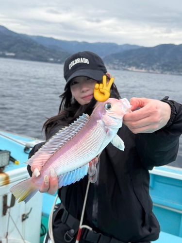 アマダイの釣果