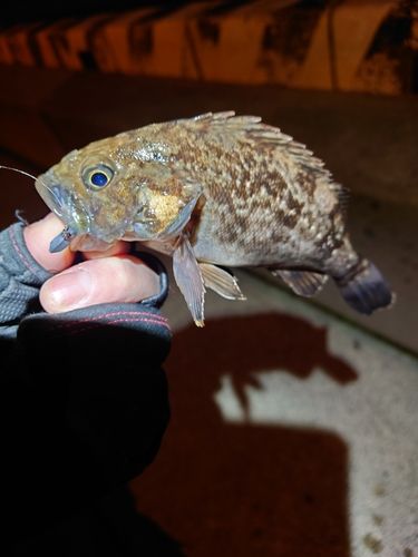 クロソイの釣果
